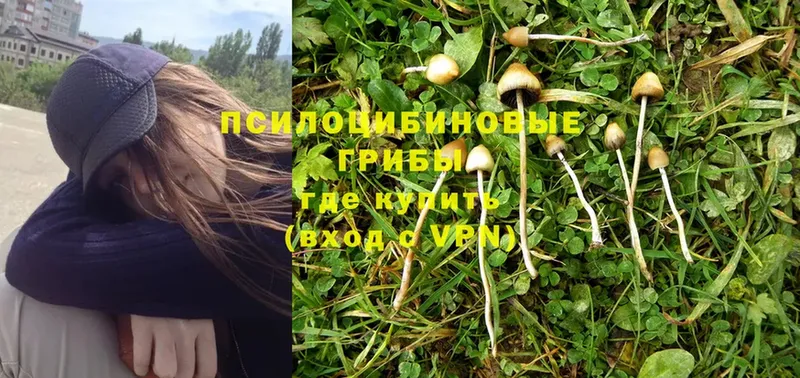 Галлюциногенные грибы Psilocybine cubensis  как найти наркотики  Новосиль 